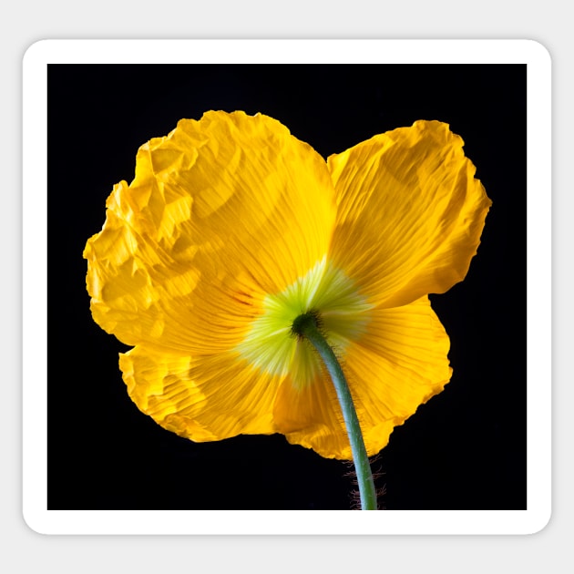 Lovely Yellow Iceland Poppy Sticker by photogarry